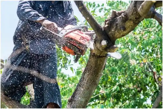 tree services Shannondale